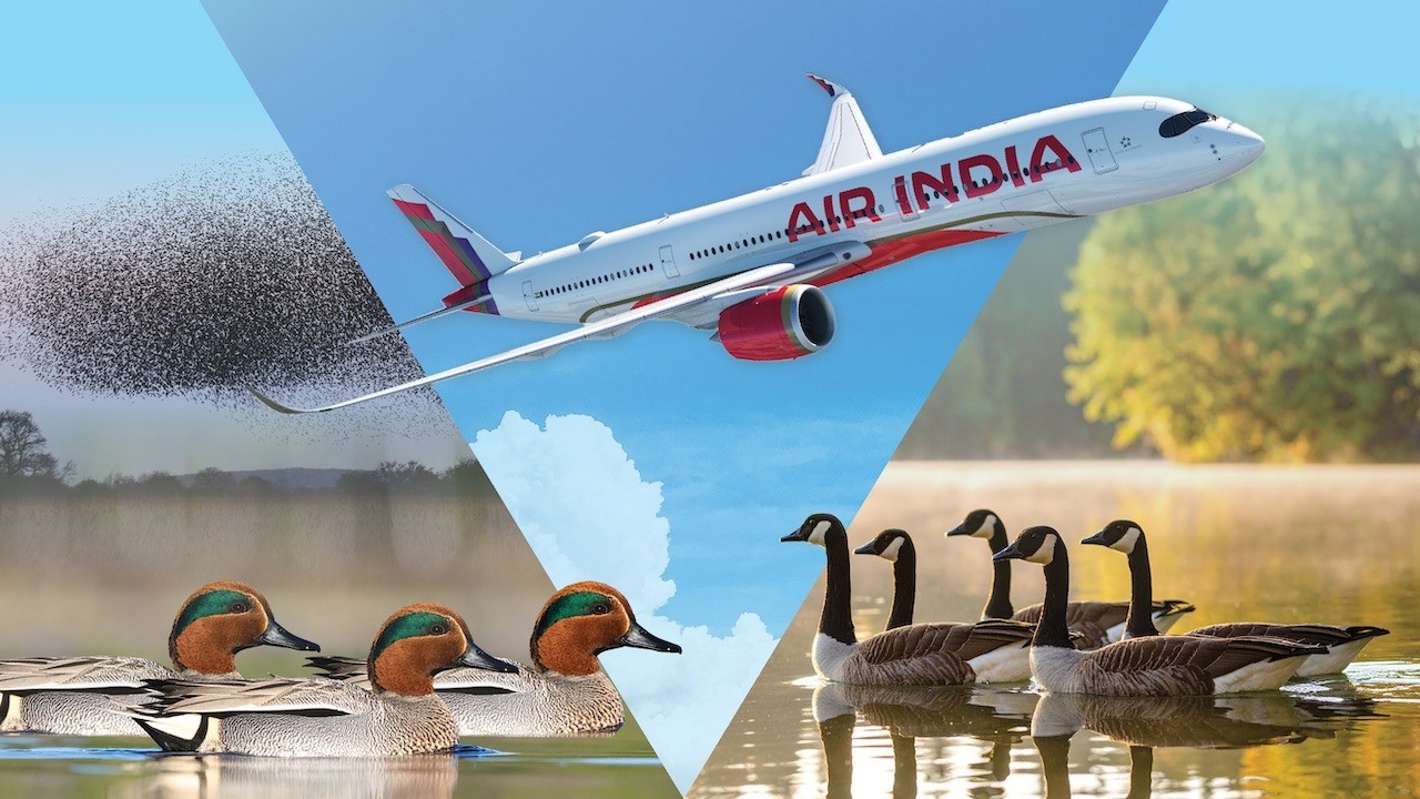 Ducks, Geese, and Planes